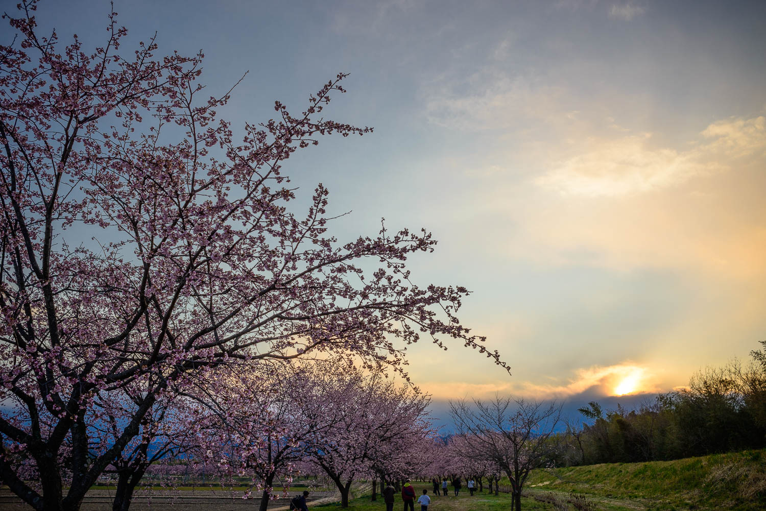 色の強い桜の写真はどうまとめる？