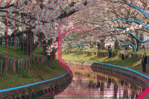 桜並木に見られる類似構造